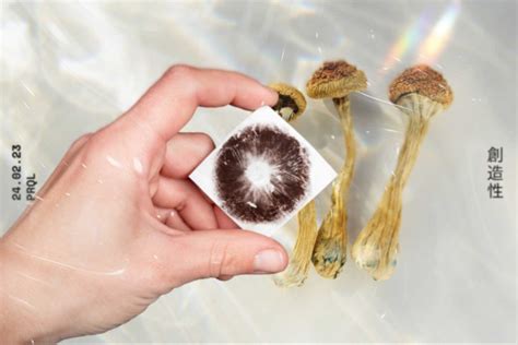 It's easy to <b>buy</b> magic mushroom edibles in Calgary, too. . Psilocybin buy